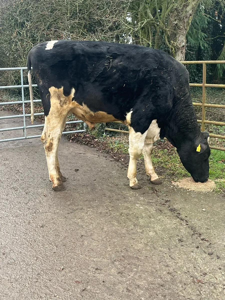 2yr old Pedigree Bull