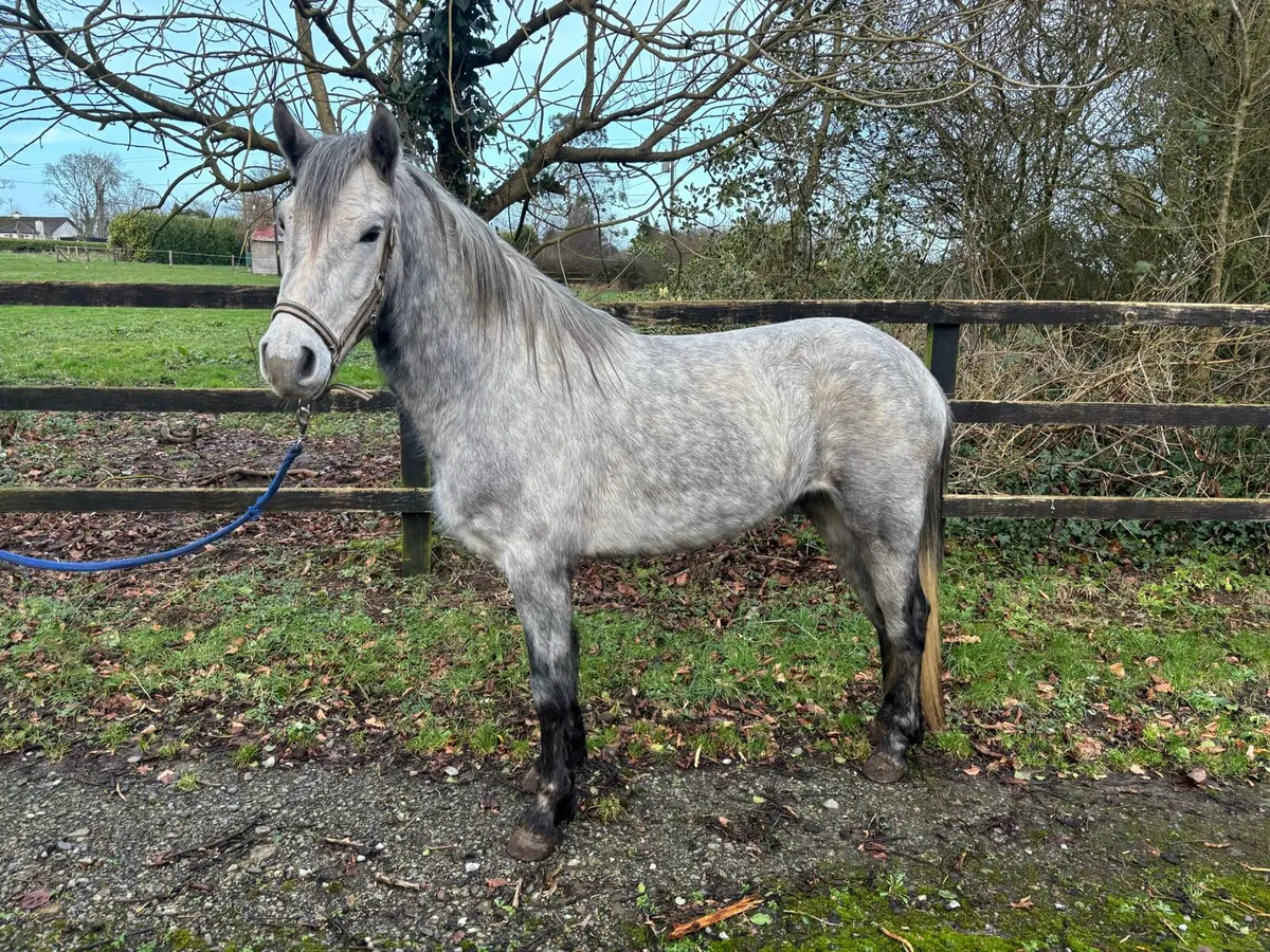 Connemara pony - Image 2