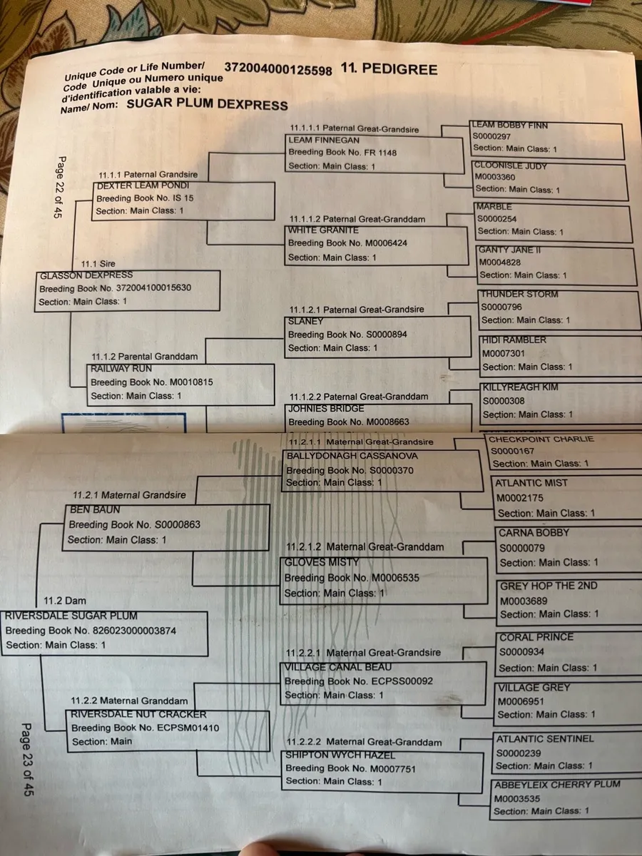 Connemara pony - Image 3