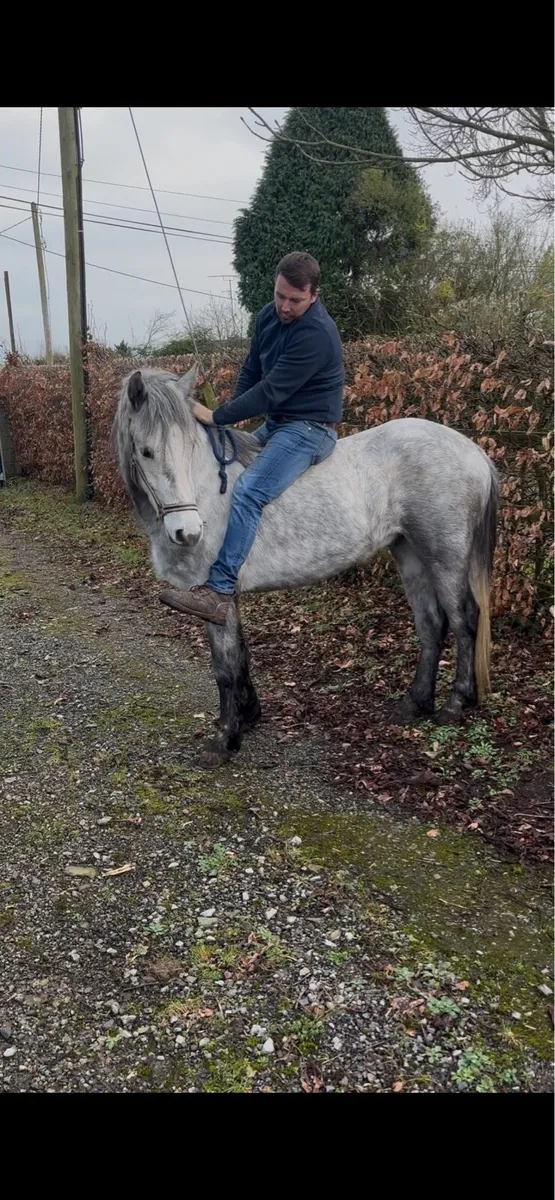 Connemara pony - Image 4