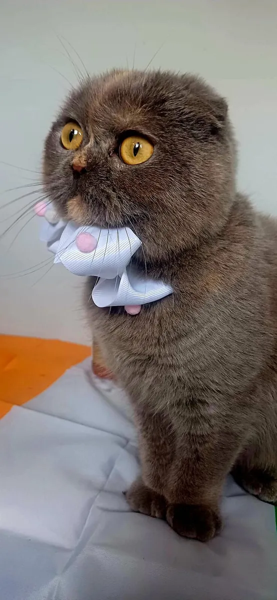 Scottish fold and British Shorthair kittens - Image 2