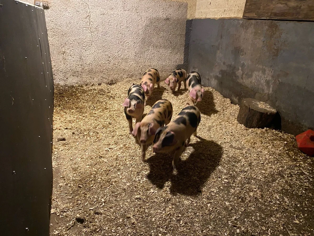 OSD X GOS WEANERS - Image 1
