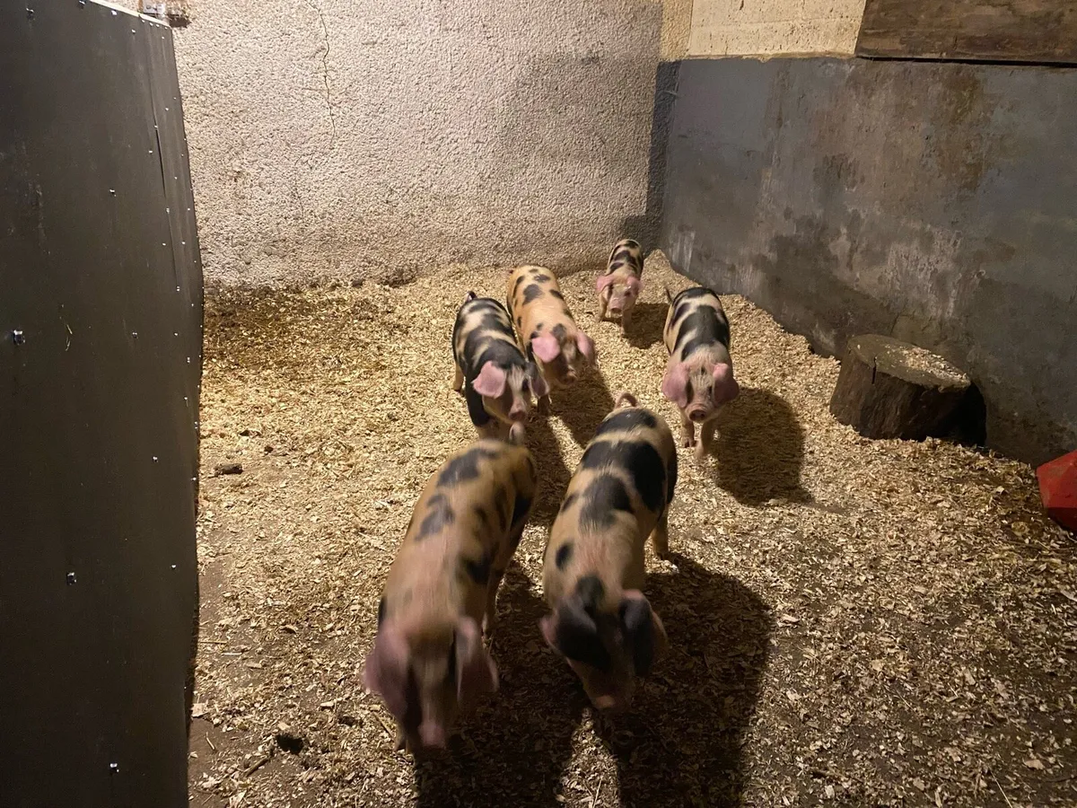 OSD X GOS WEANERS - Image 2