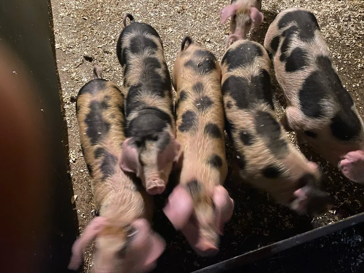 OSD X GOS WEANERS - Image 3