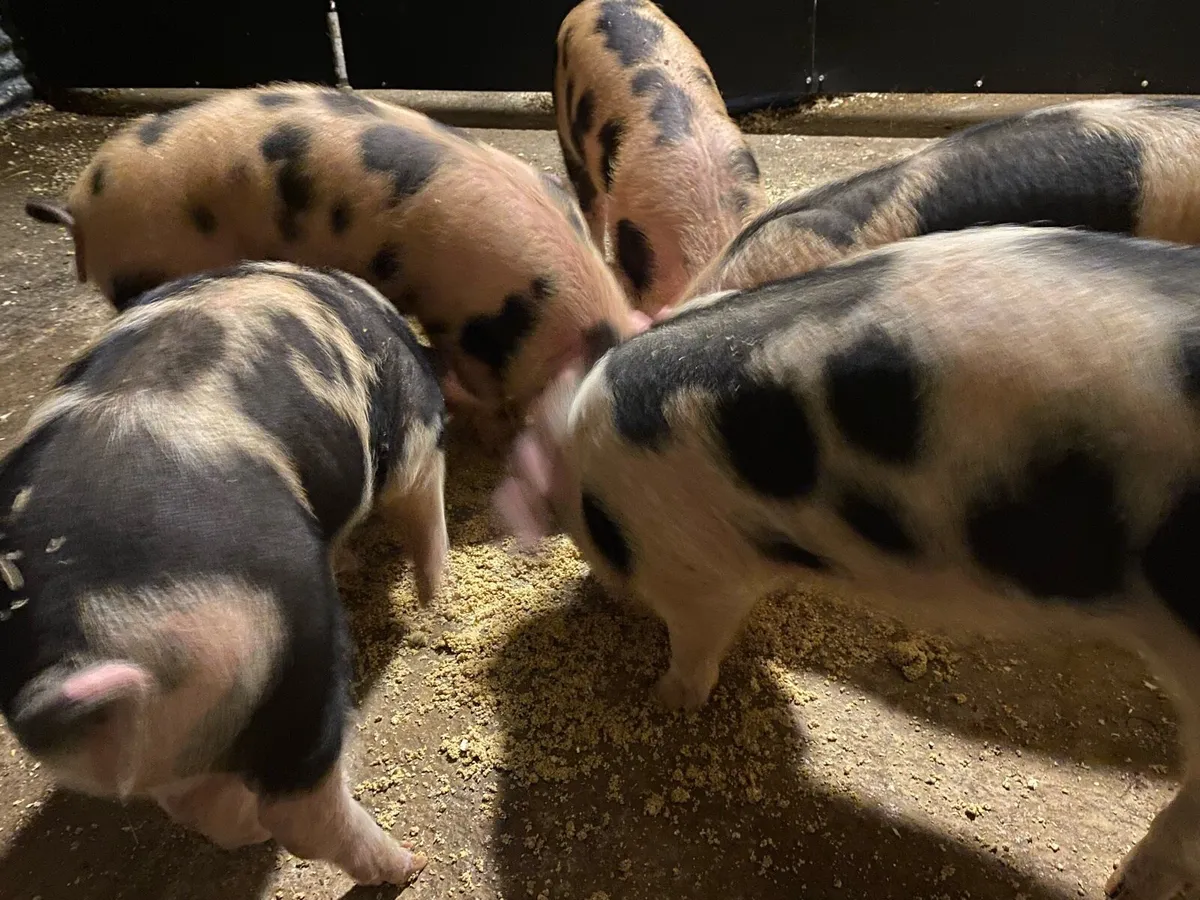 OSD X GOS WEANERS - Image 4