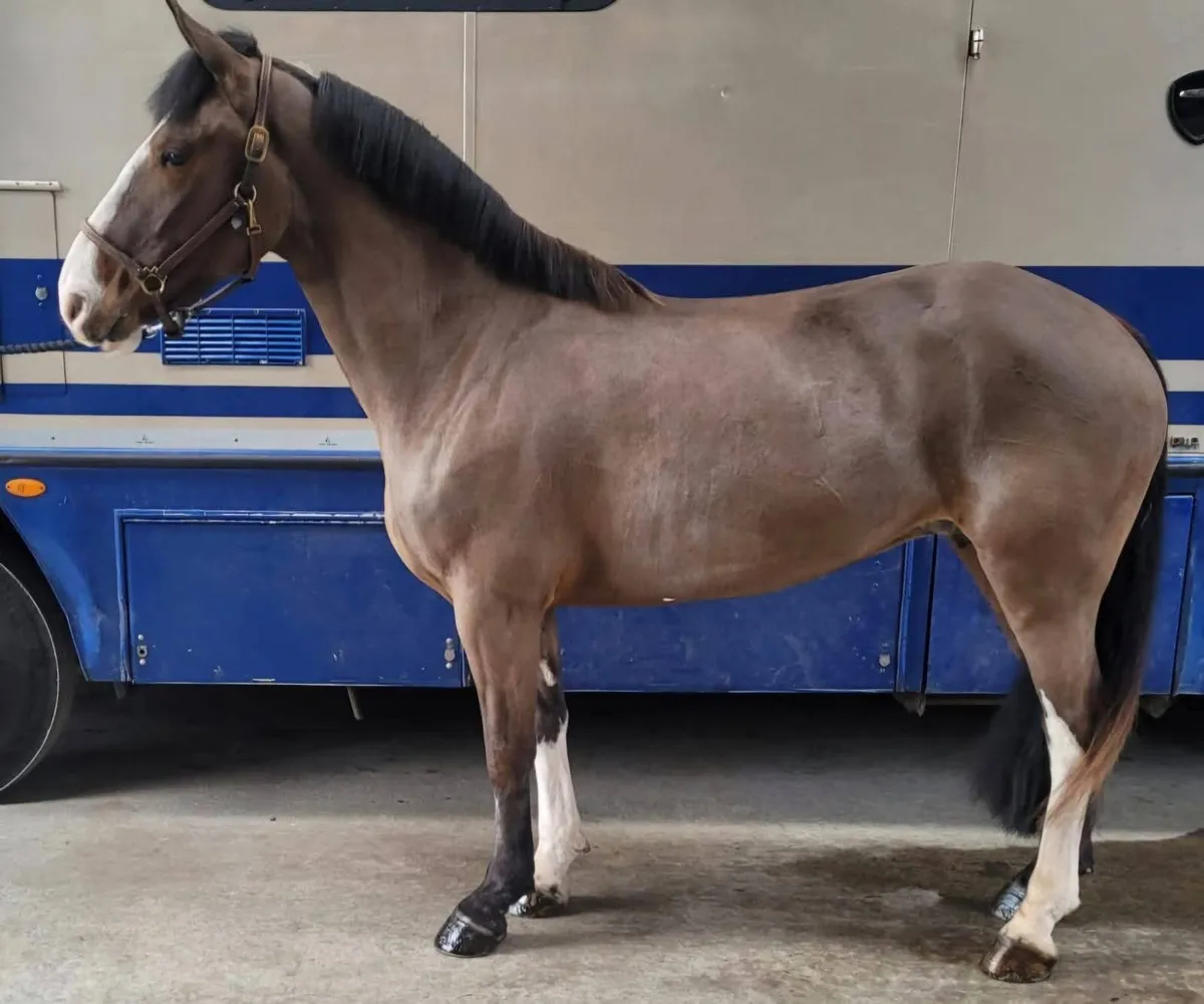 2 x fabulous cobs - Image 1