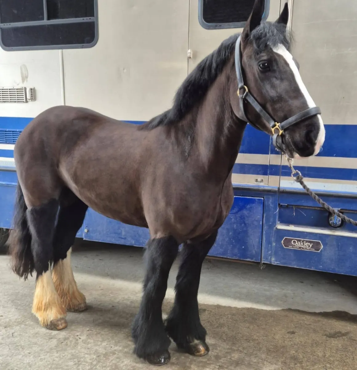 2 x fabulous cobs - Image 2