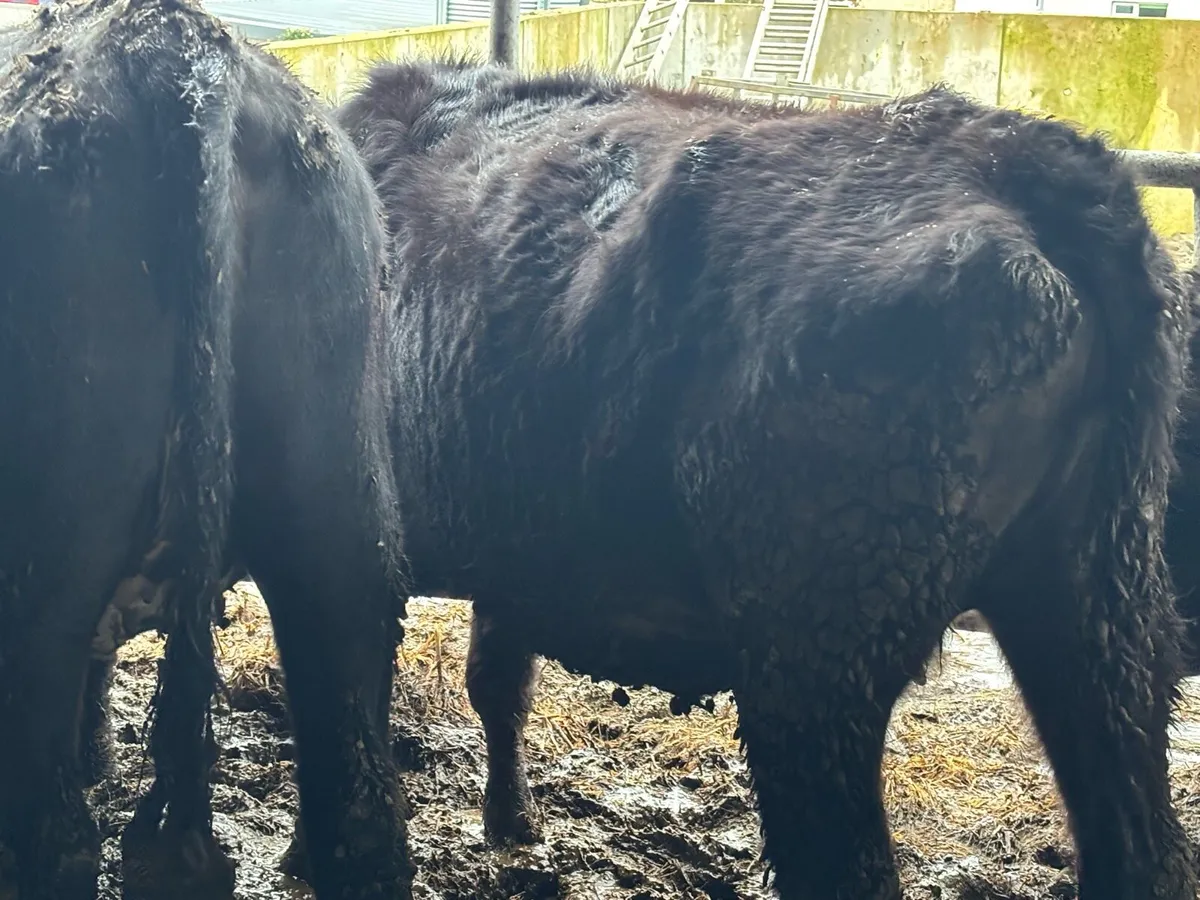 SUPER ANGUS SPRINGERS - Image 2