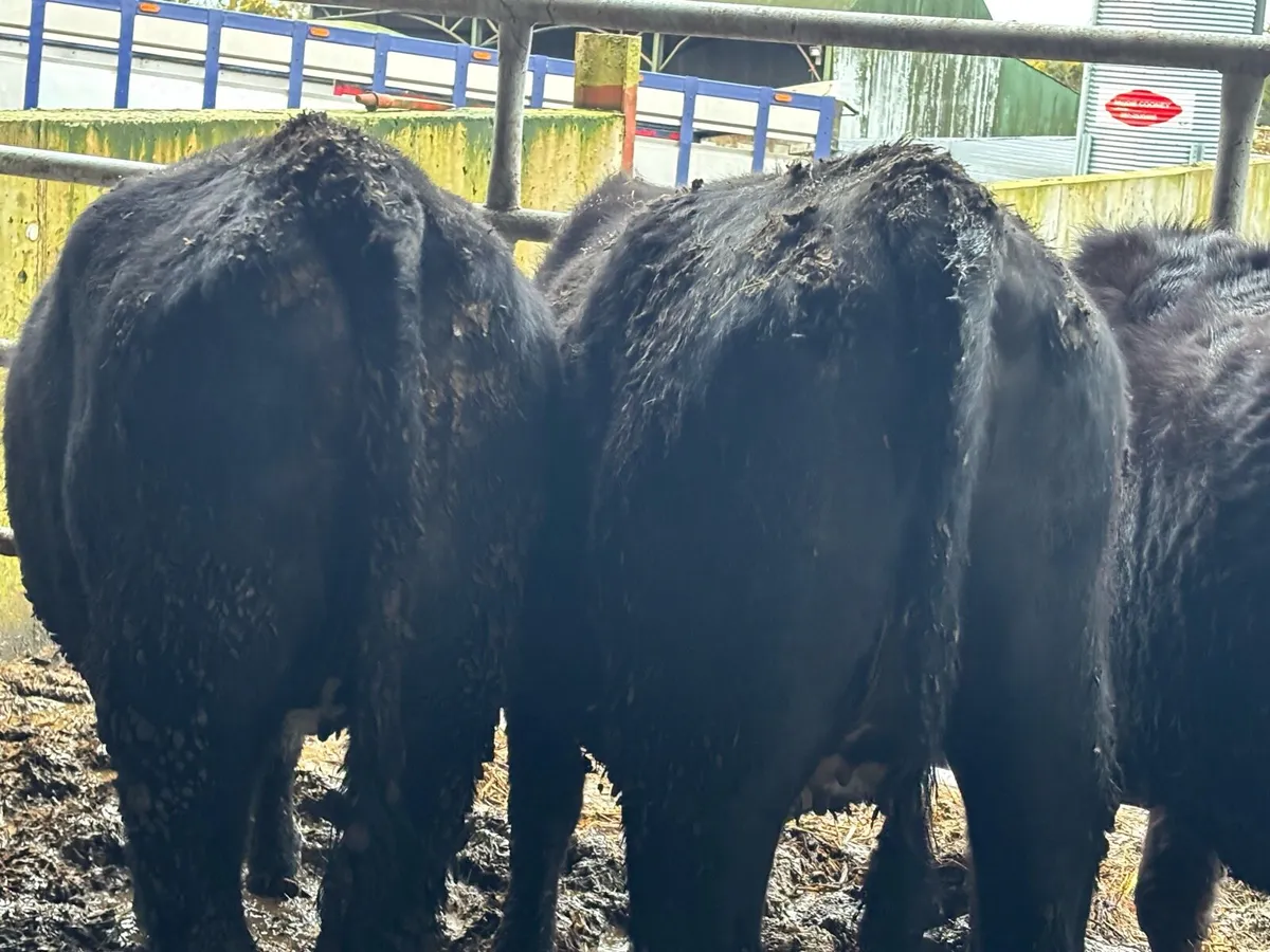 SUPER ANGUS SPRINGERS - Image 3