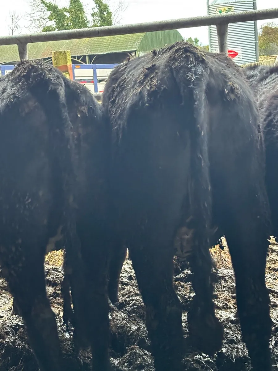 SUPER ANGUS SPRINGERS - Image 1