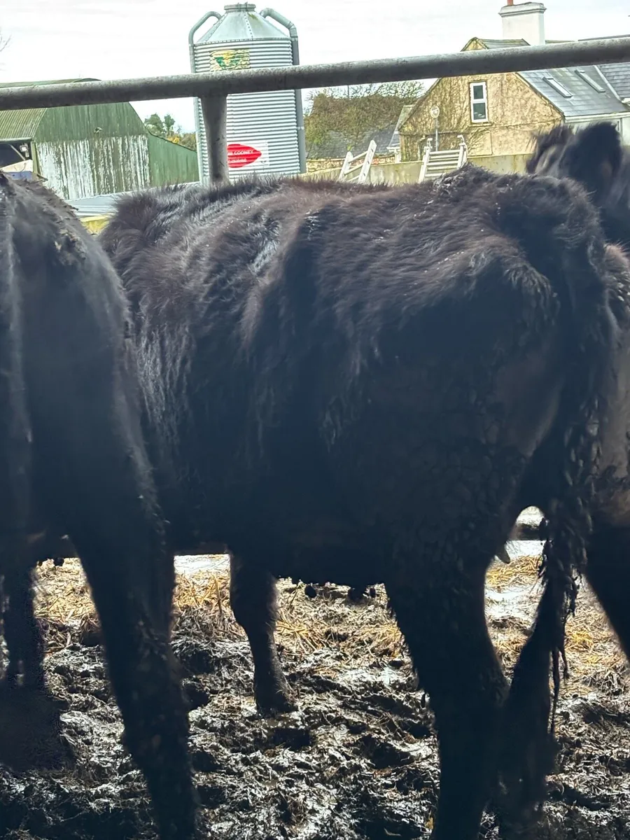 SUPER ANGUS SPRINGERS - Image 4