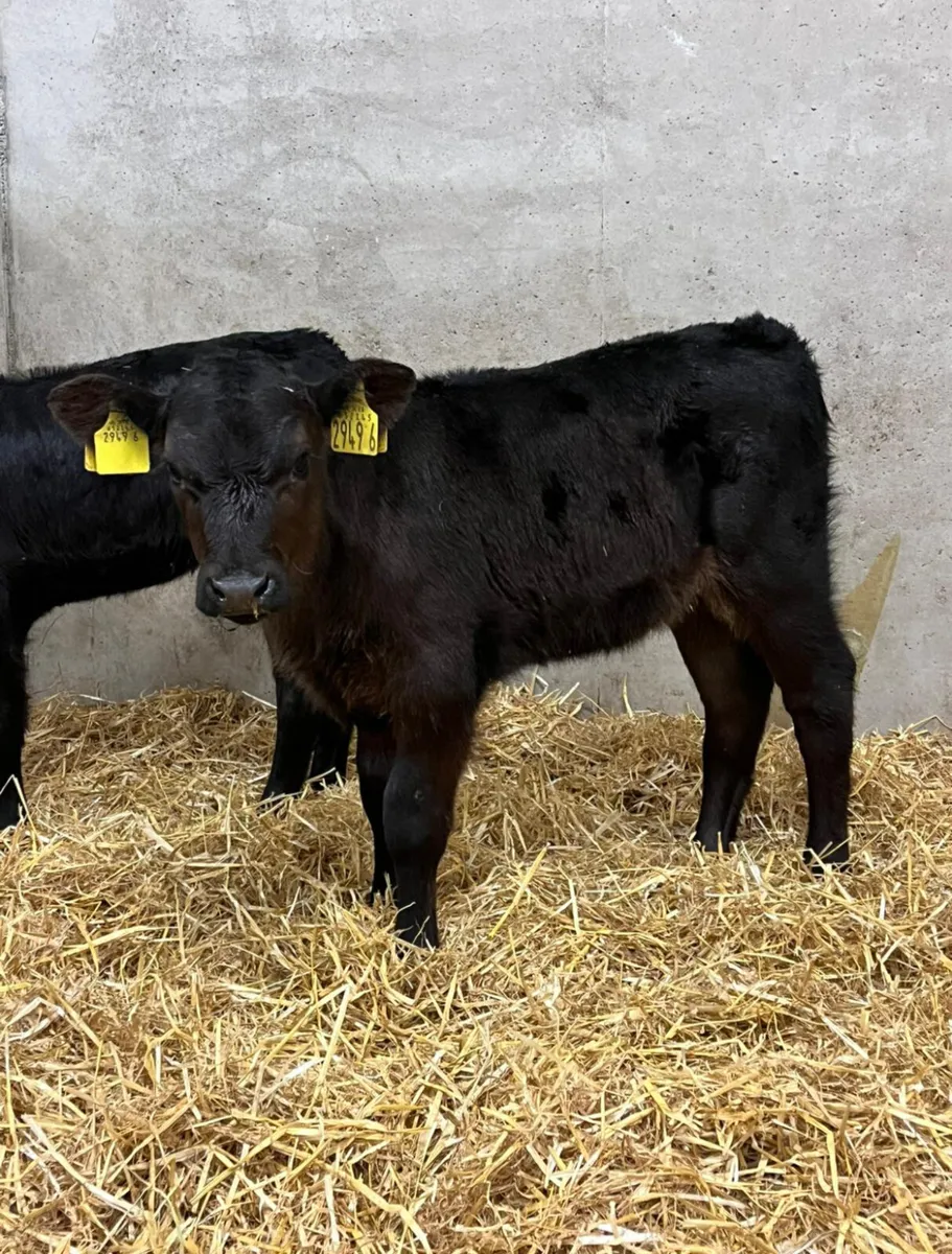 3 Heifer Calves - Image 1