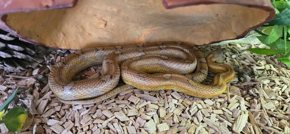 Corn snake - Image 3