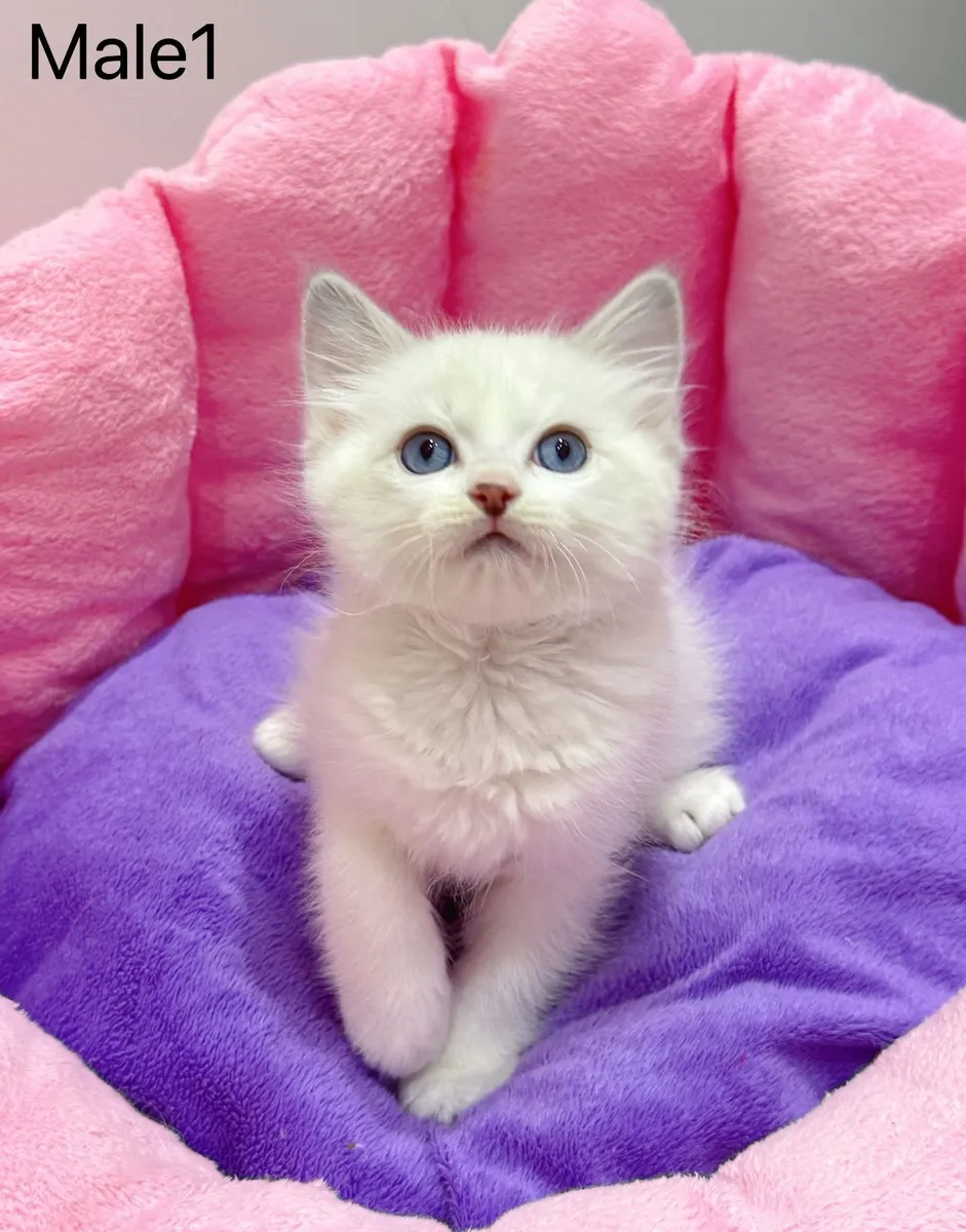 Purebred Ragdoll kittens for sale TICA Registered - Image 1