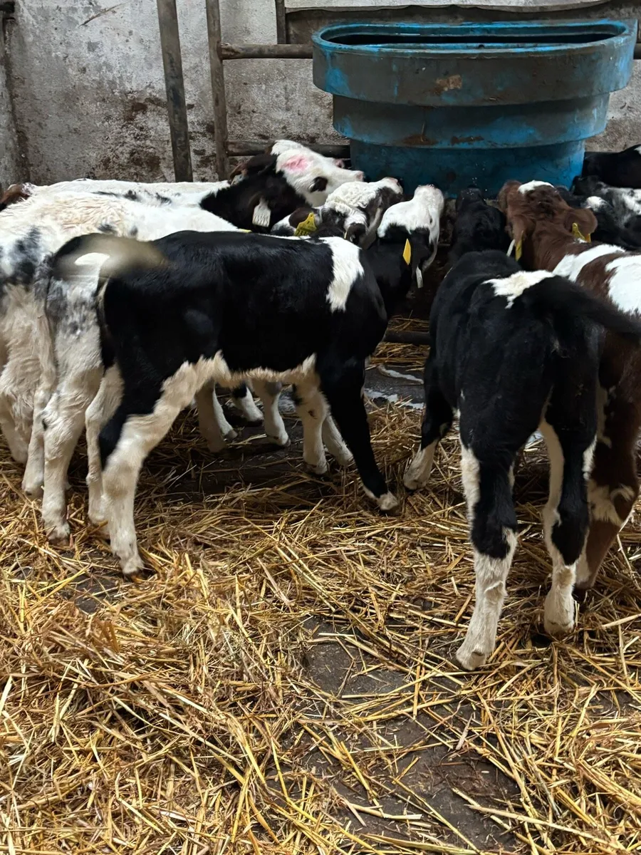 10 Belgian Blue calves - Image 4