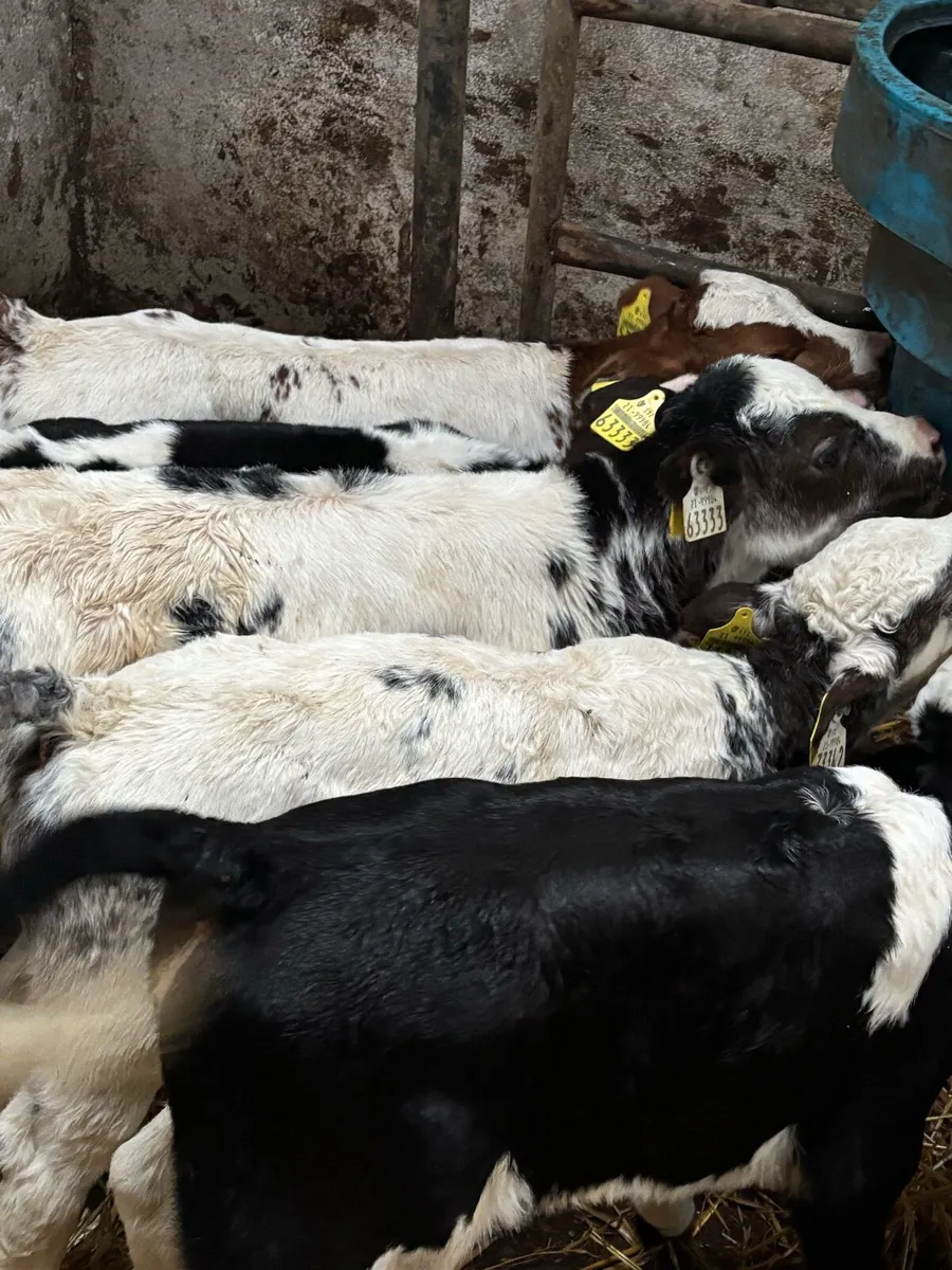 10 Belgian Blue calves - Image 1