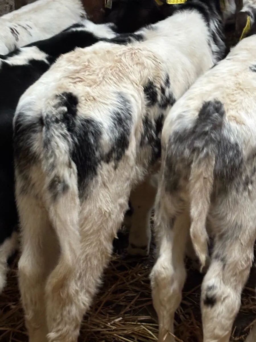 10 Belgian Blue calves - Image 2