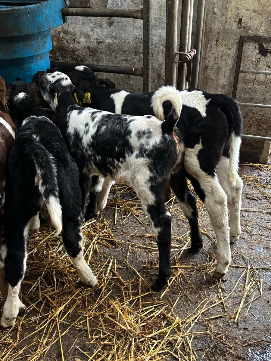 10 Belgian Blue calves - Image 3