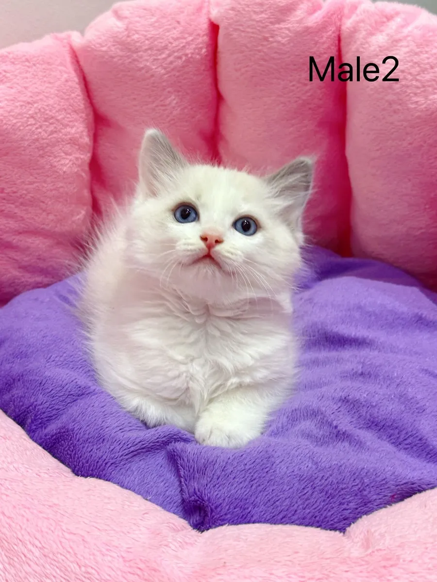 Purebred Ragdoll kittens for sale TICA Registered - Image 4