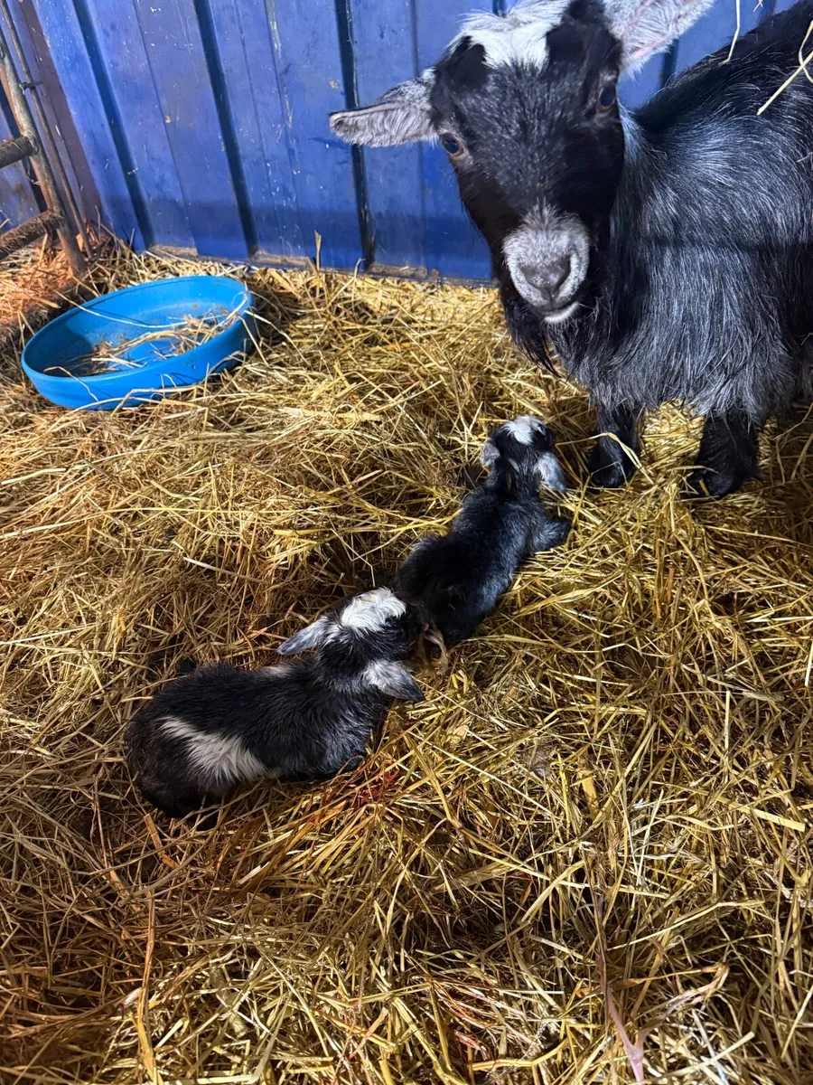 2 baby Pygmy Goats & 2 nine month old bucks - Image 2