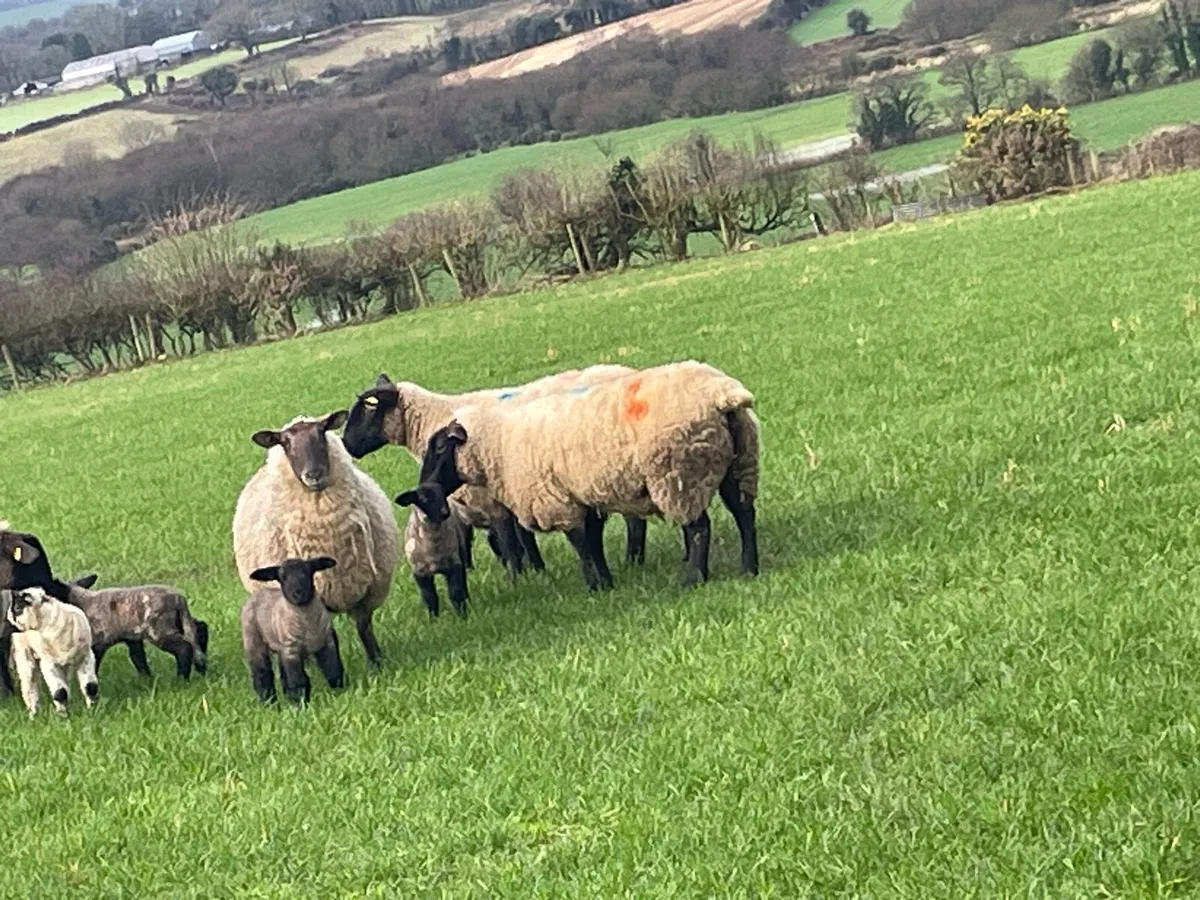 Ewes and Lambs - Image 1