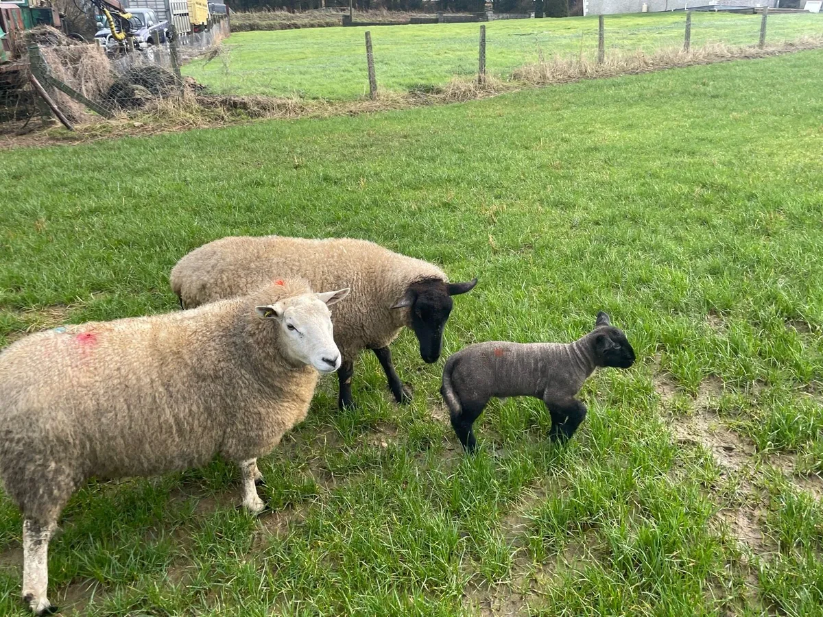 Ewes and Lambs - Image 2