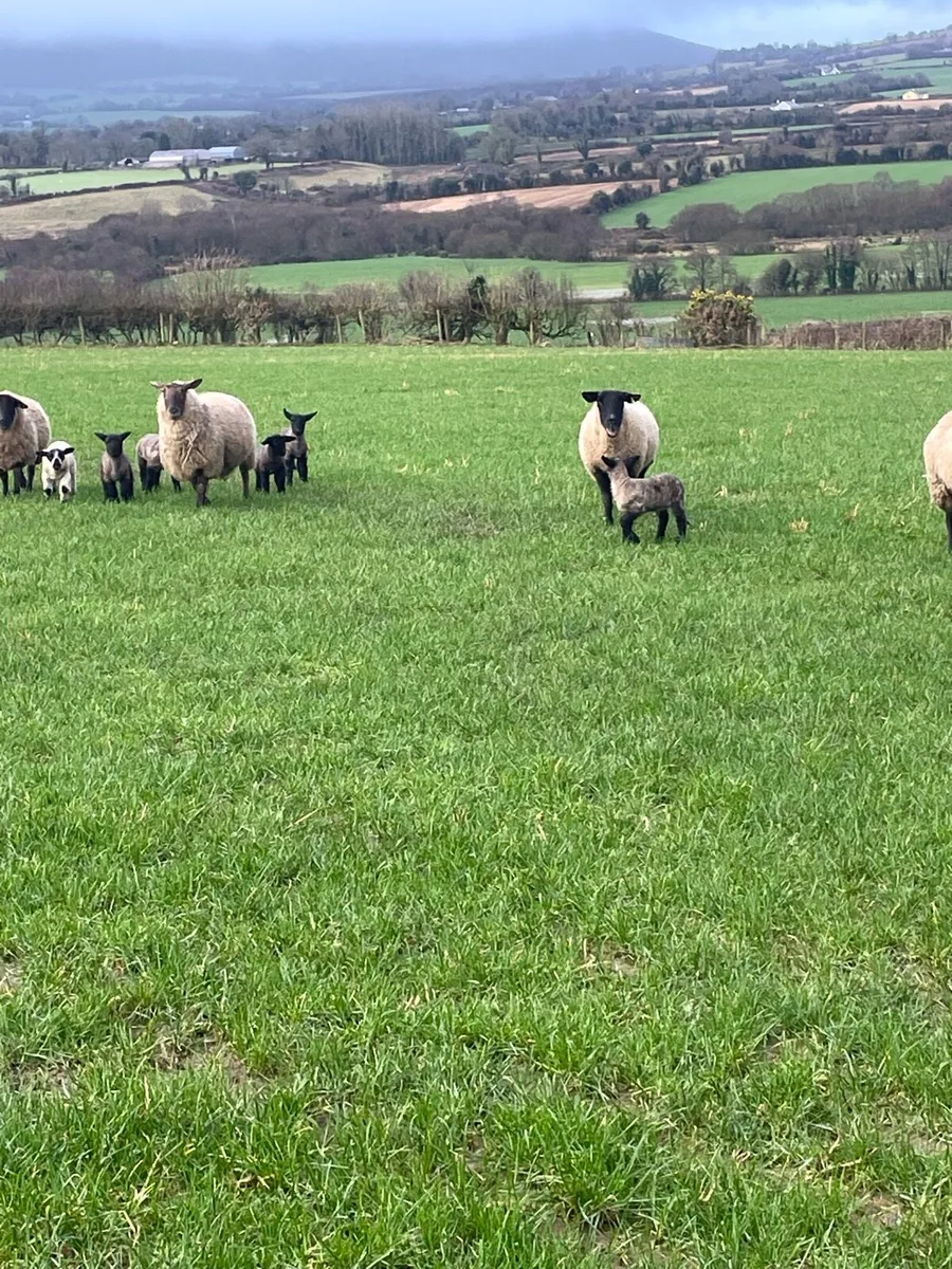 Ewes and Lambs - Image 3