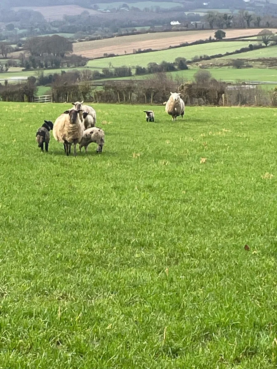 Ewes and Lambs - Image 4