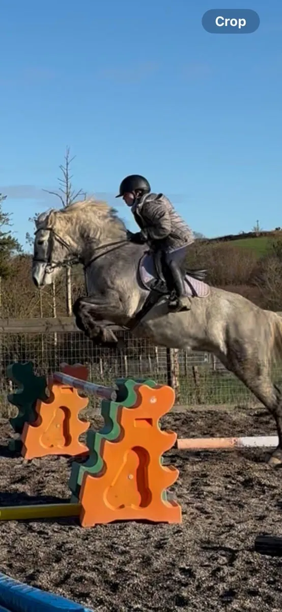 Beautiful Connemara 14.2 can jump (Dexter Pondi) - Image 1