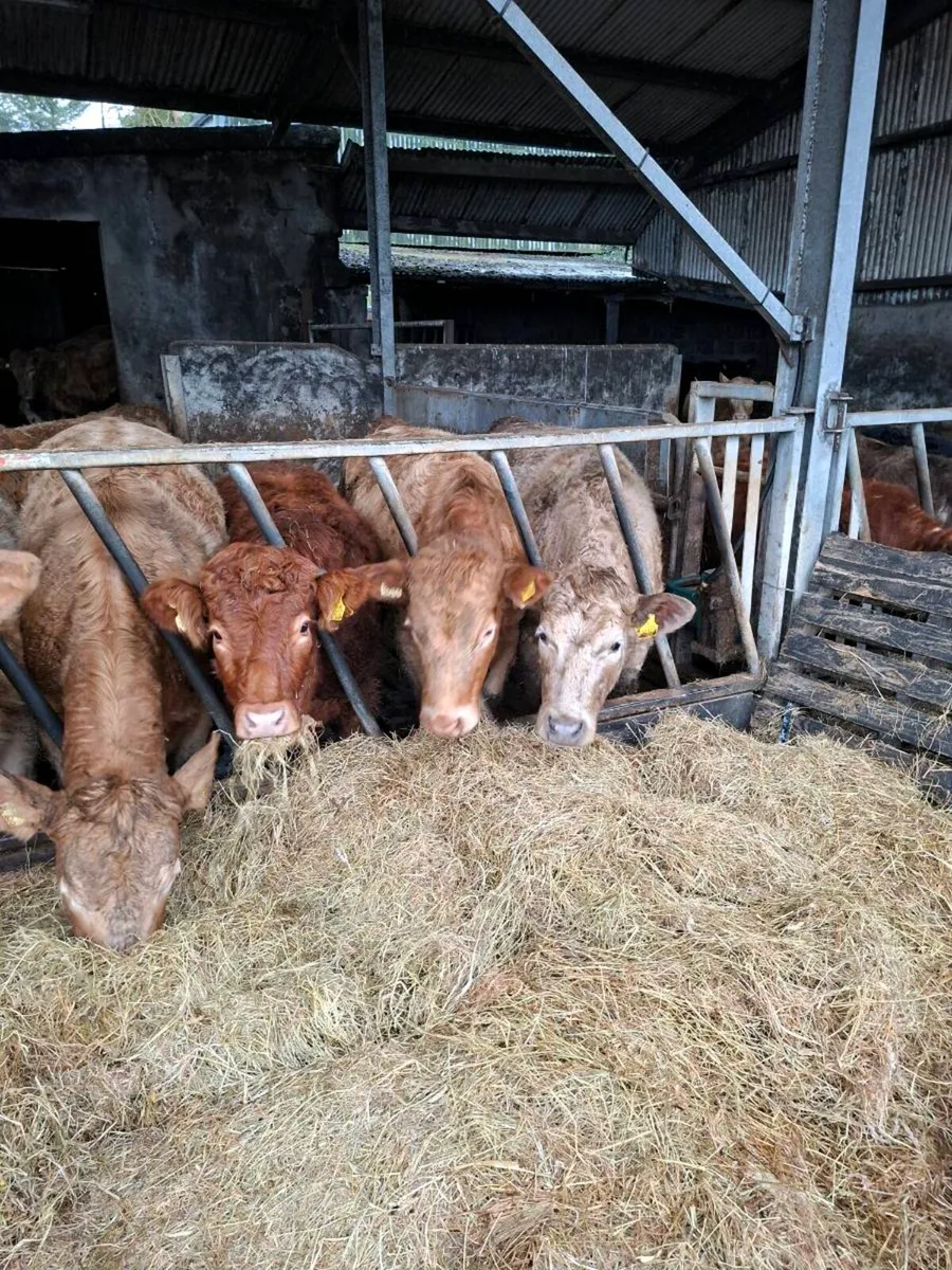 Organic Heifers - Image 1
