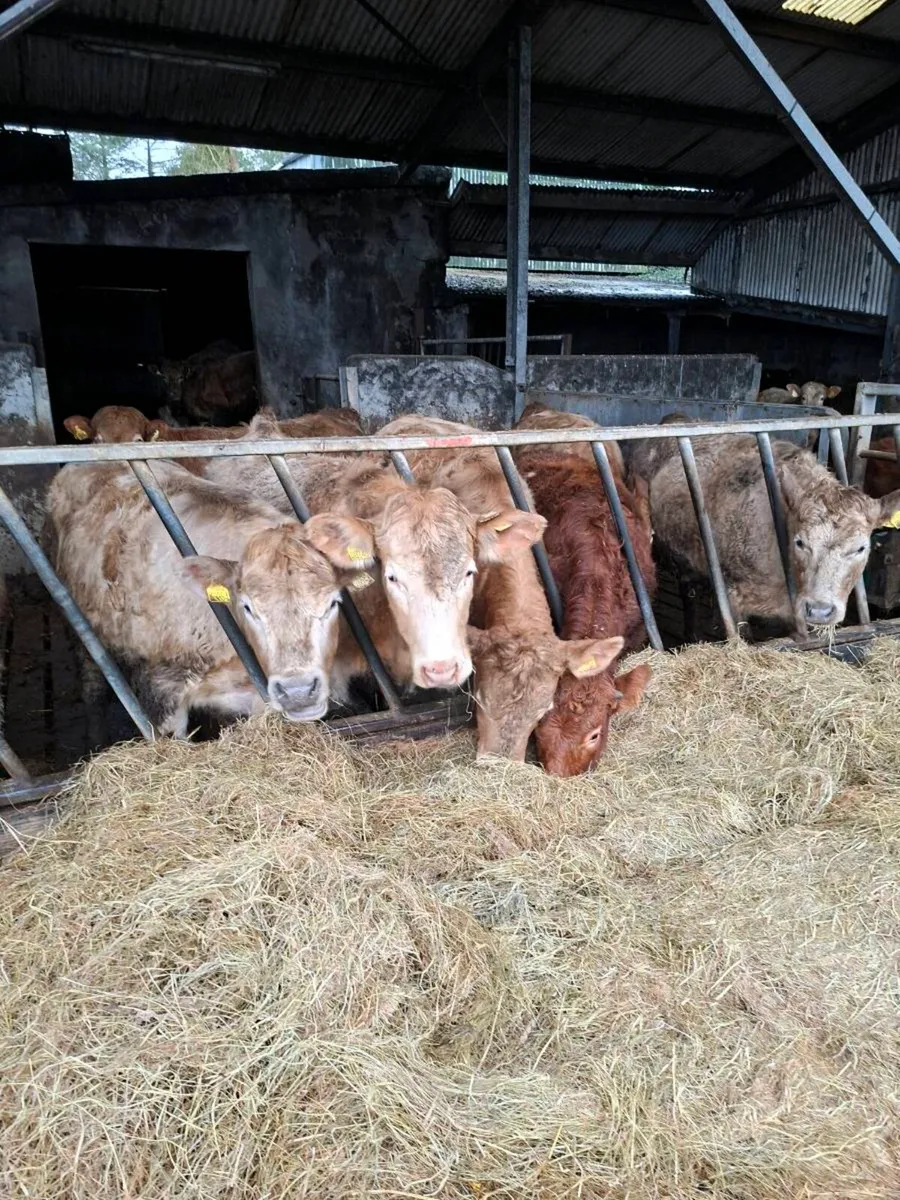 Organic Heifers - Image 2