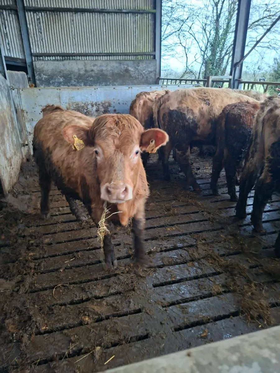 Organic Heifers - Image 4