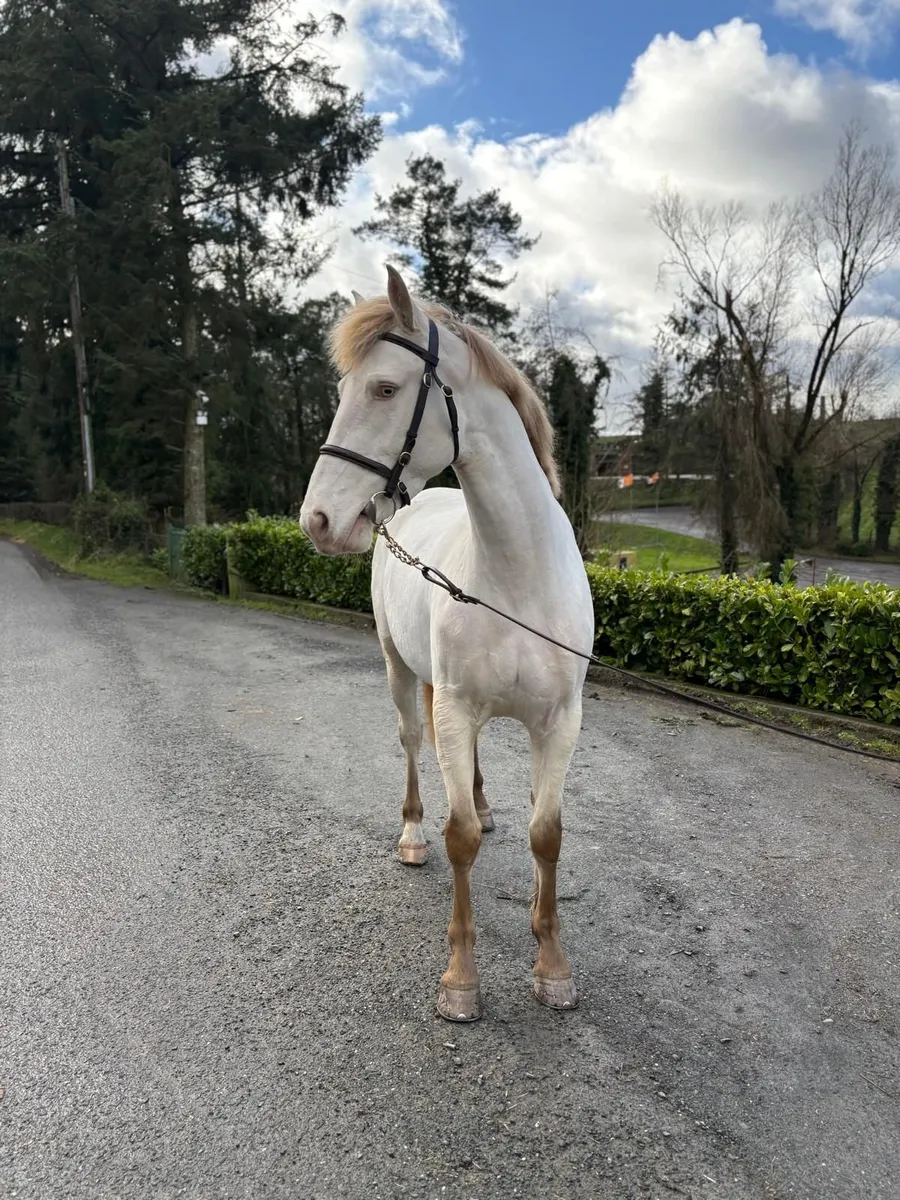 Perlino Connemara x Pony - Image 3