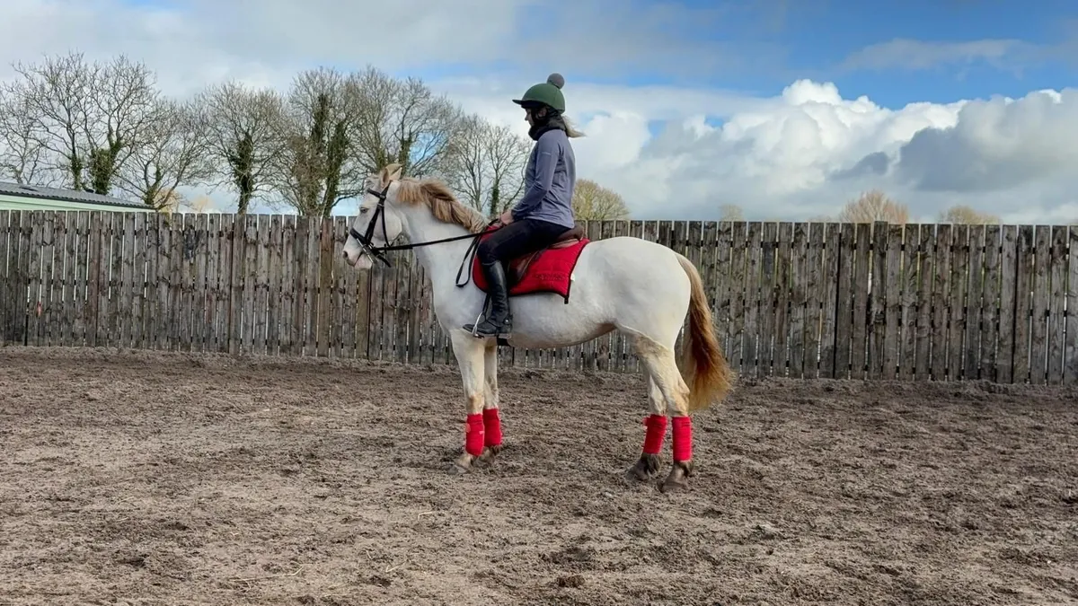 Perlino Connemara x Pony - Image 4