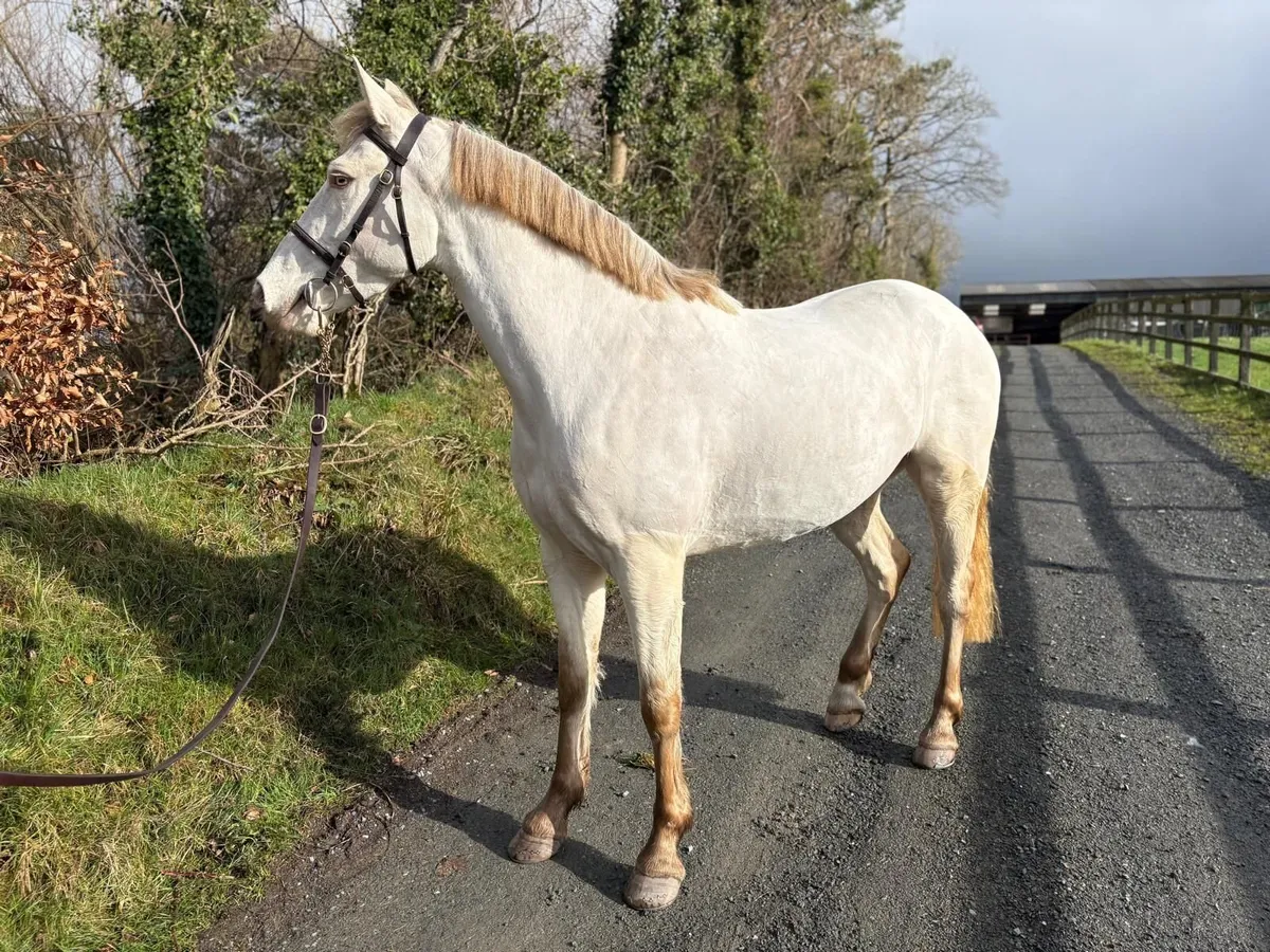 Perlino Connemara x Pony - Image 1