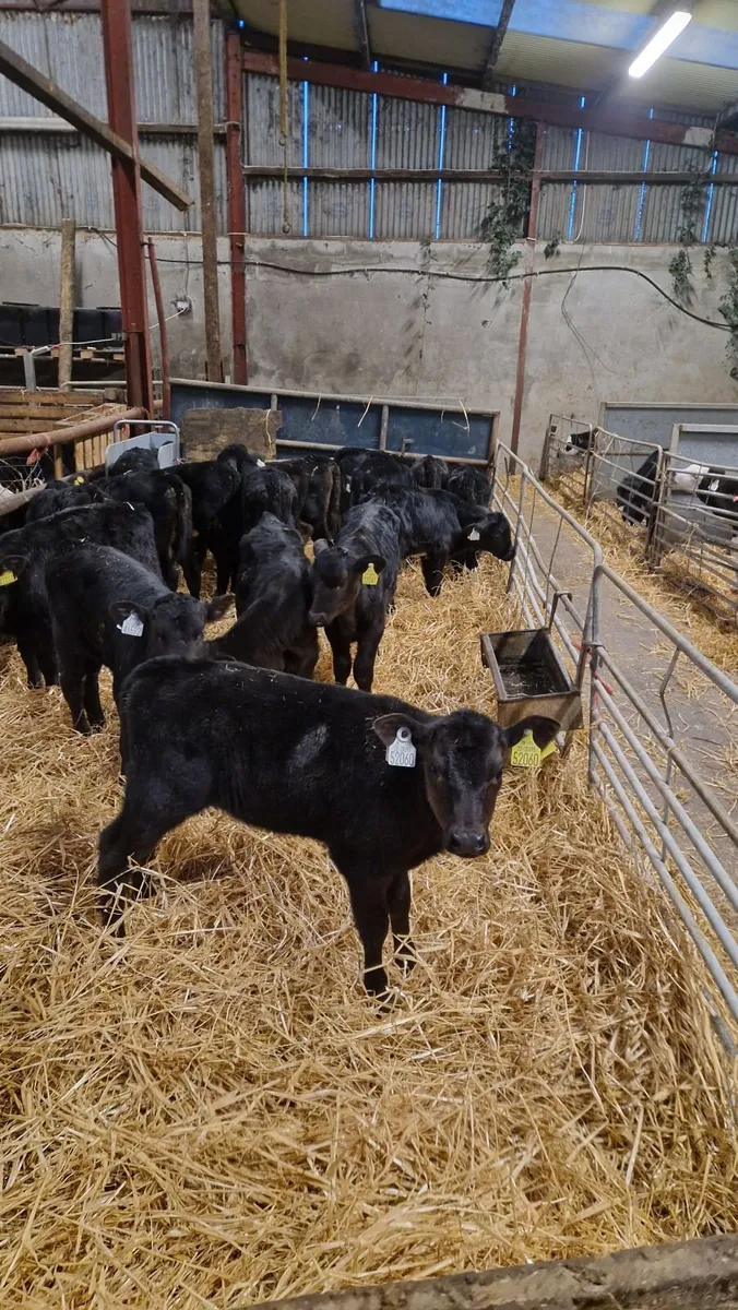 angus heifer calves - Image 1