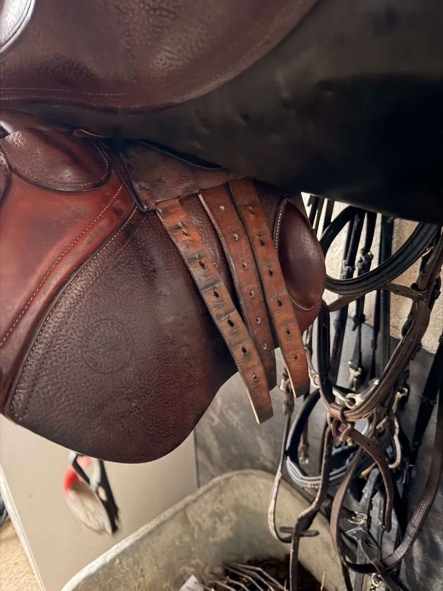 Cwd Saddle - Image 4