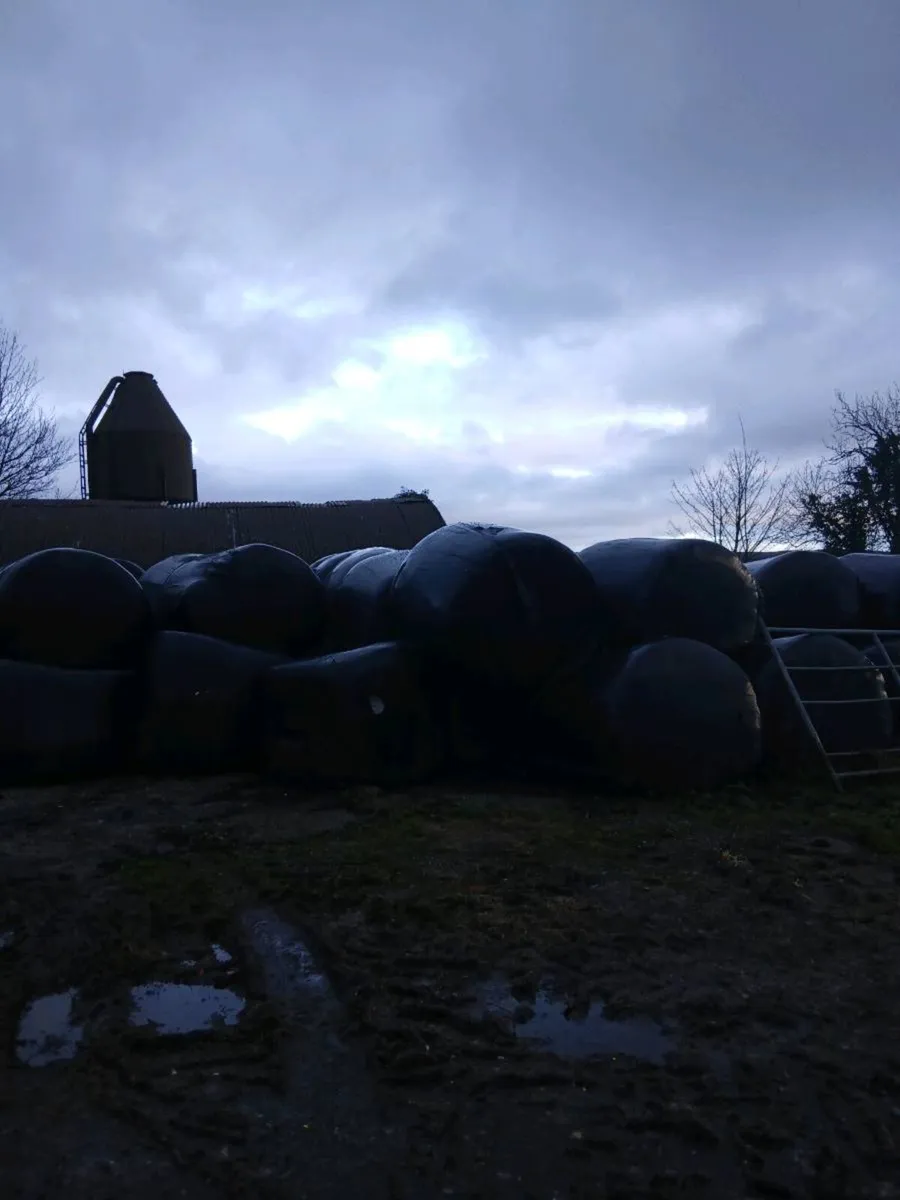 Silage bales - Image 1