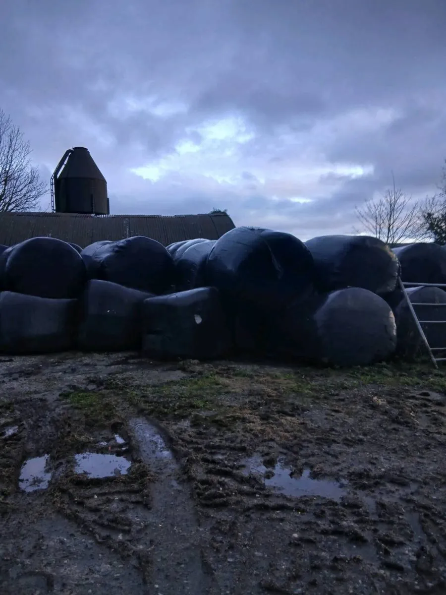 Silage bales - Image 2