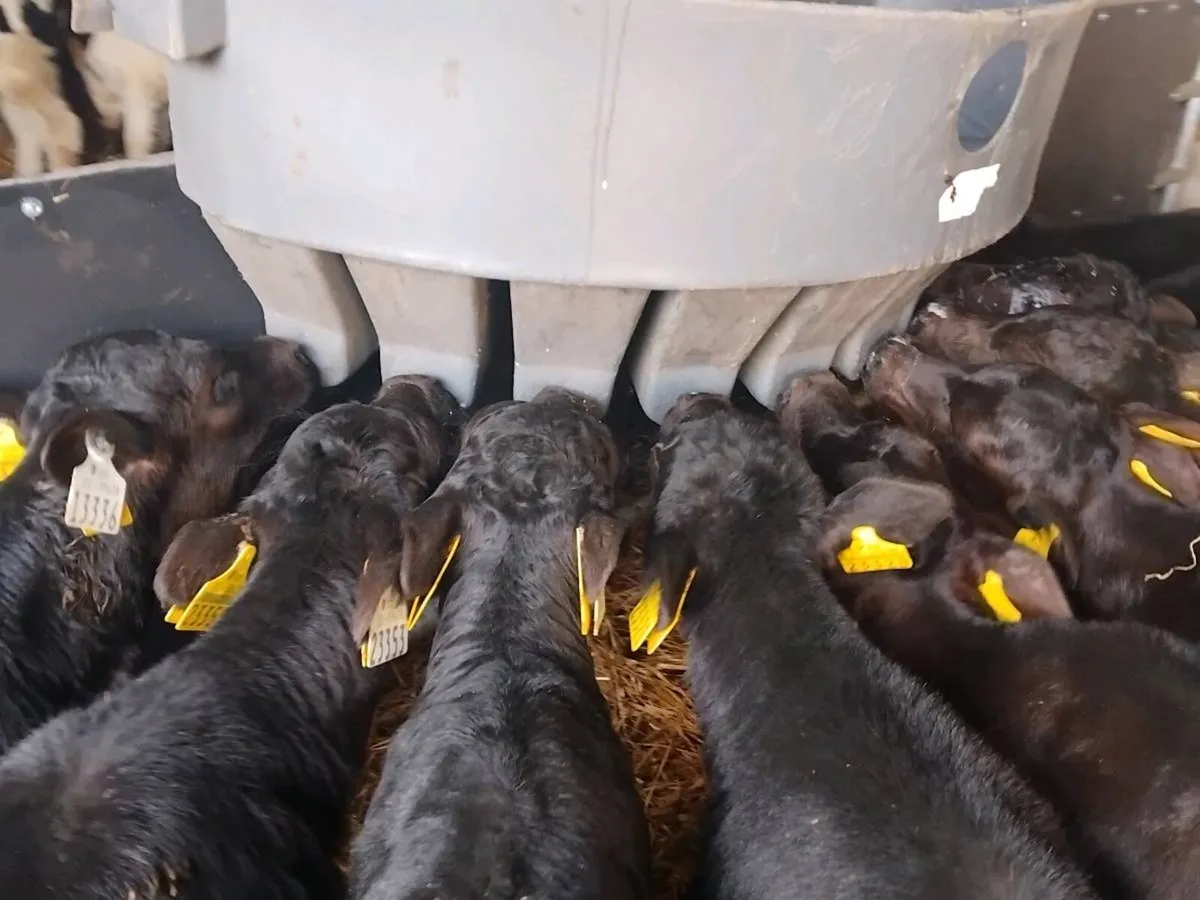 10 Angus Heifer Calves - Image 2