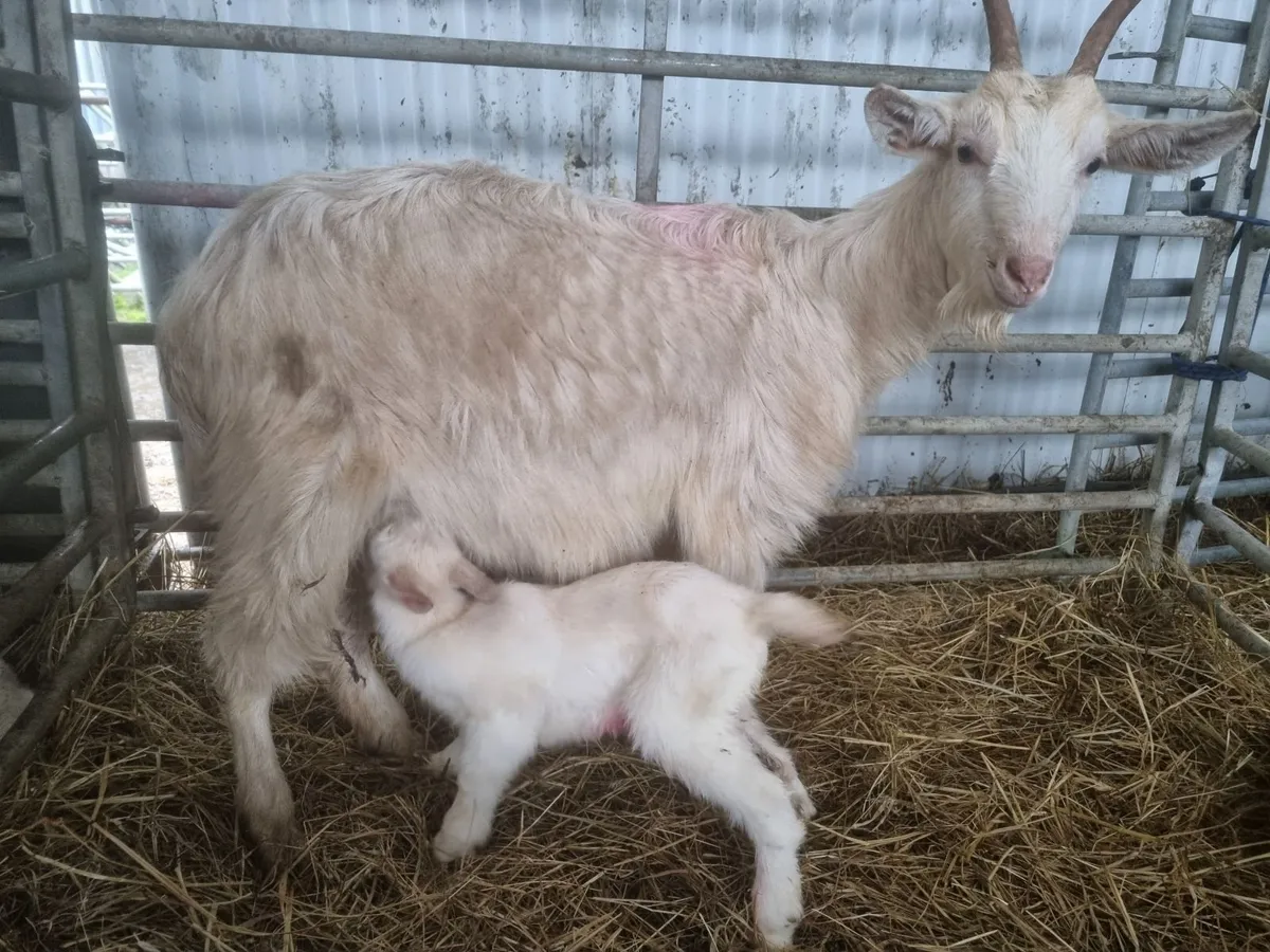 Goat with kid at foot