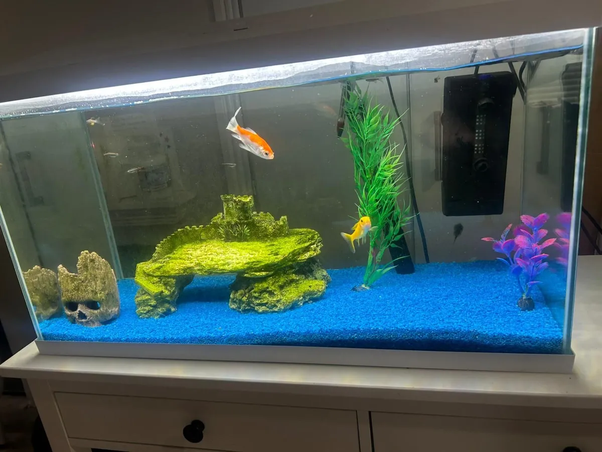 Fish tank - Image 2