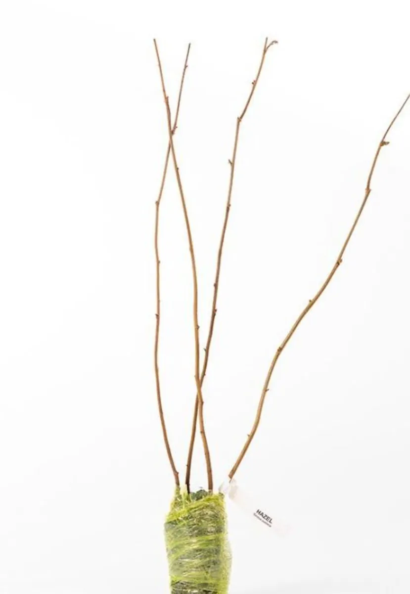 5 Hazel Saplings (Corylus Avellana)