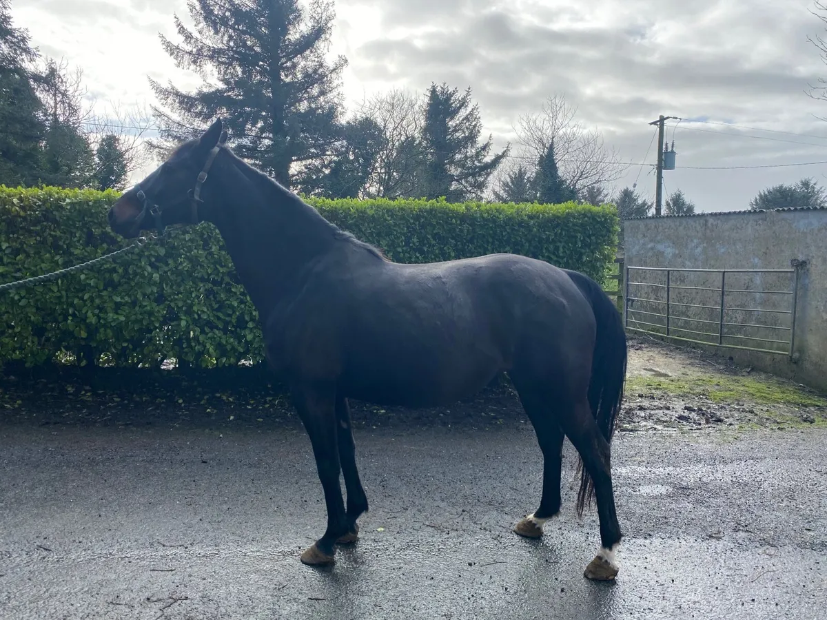 Castle Forbes lord lancer mare - Image 1