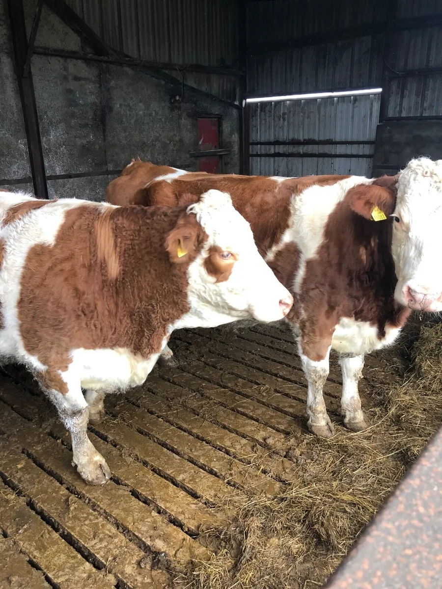 Suckler for sale - Image 1