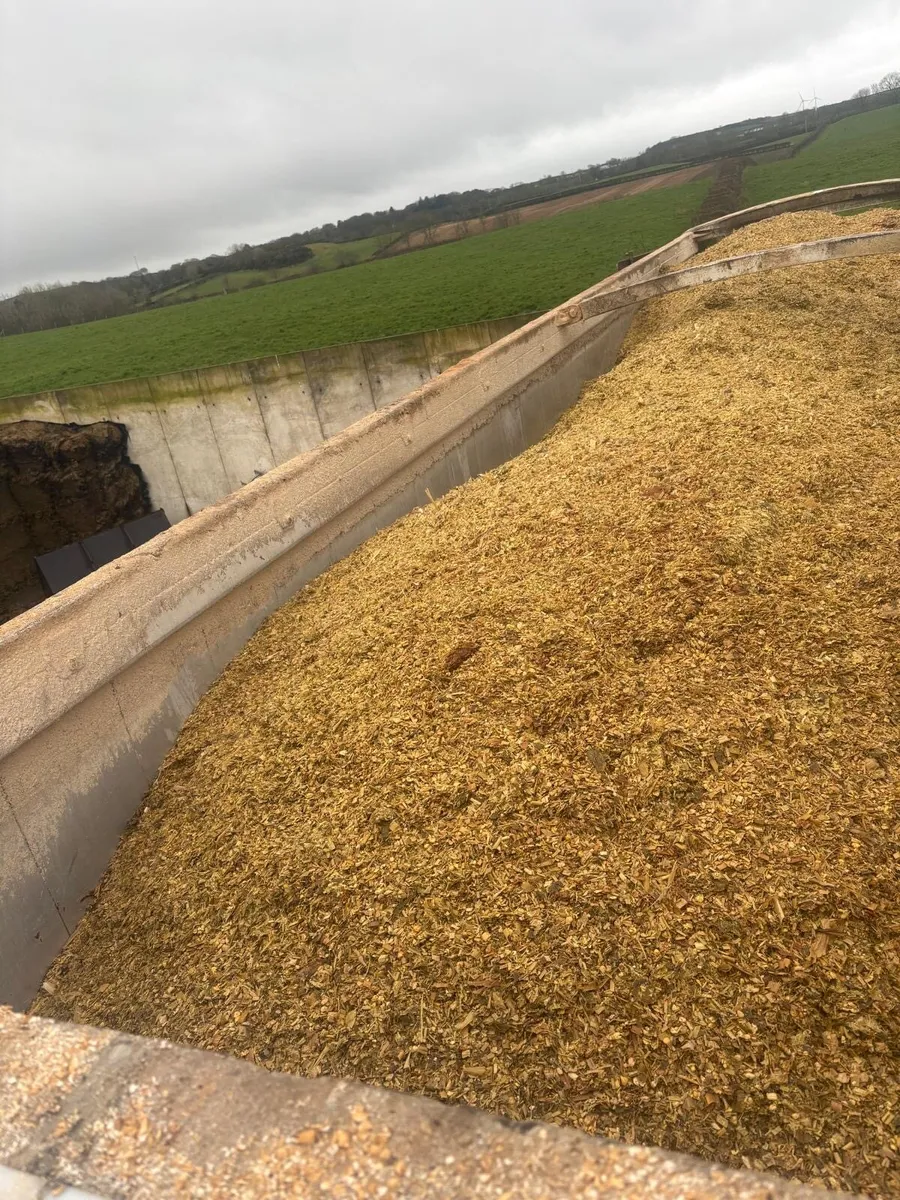 Maize silage - Image 2