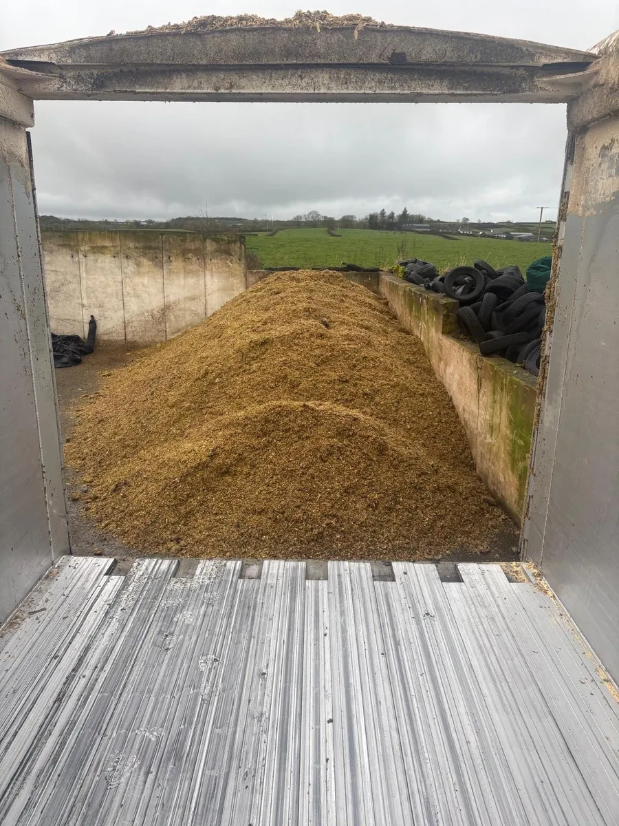 Maize silage - Image 3