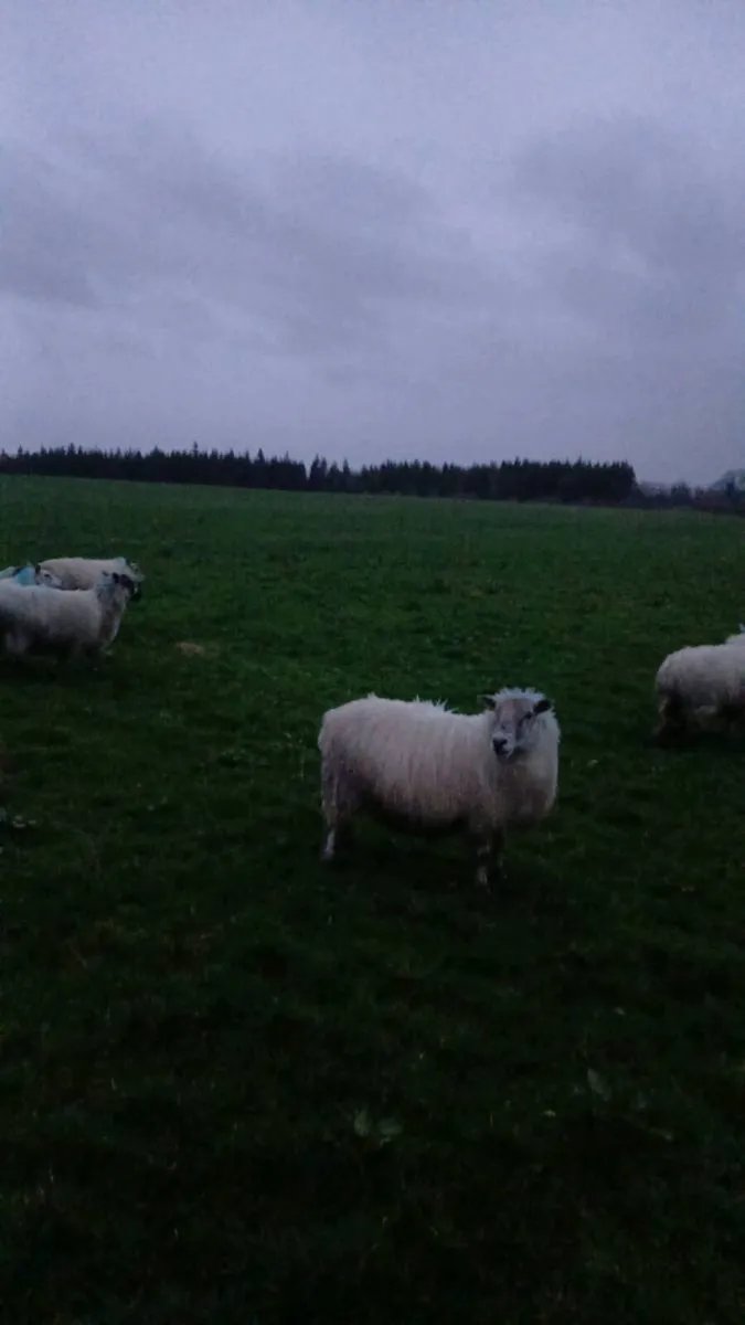 30 mostly hoggets for sale. - Image 1