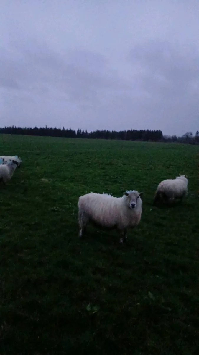 30 mostly hoggets for sale. - Image 2