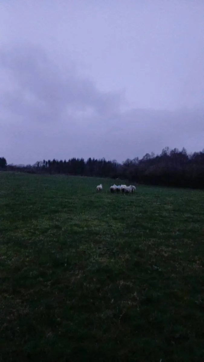 30 mostly hoggets for sale. - Image 3